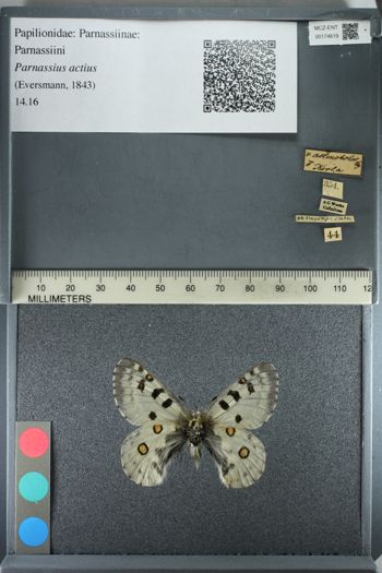 Media type: image;   Entomology 174619